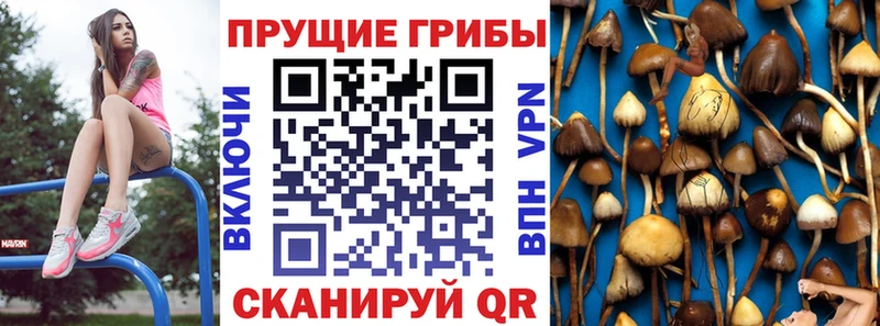Купить где  Чудово  Галлюциногенные грибы GOLDEN TEACHER 